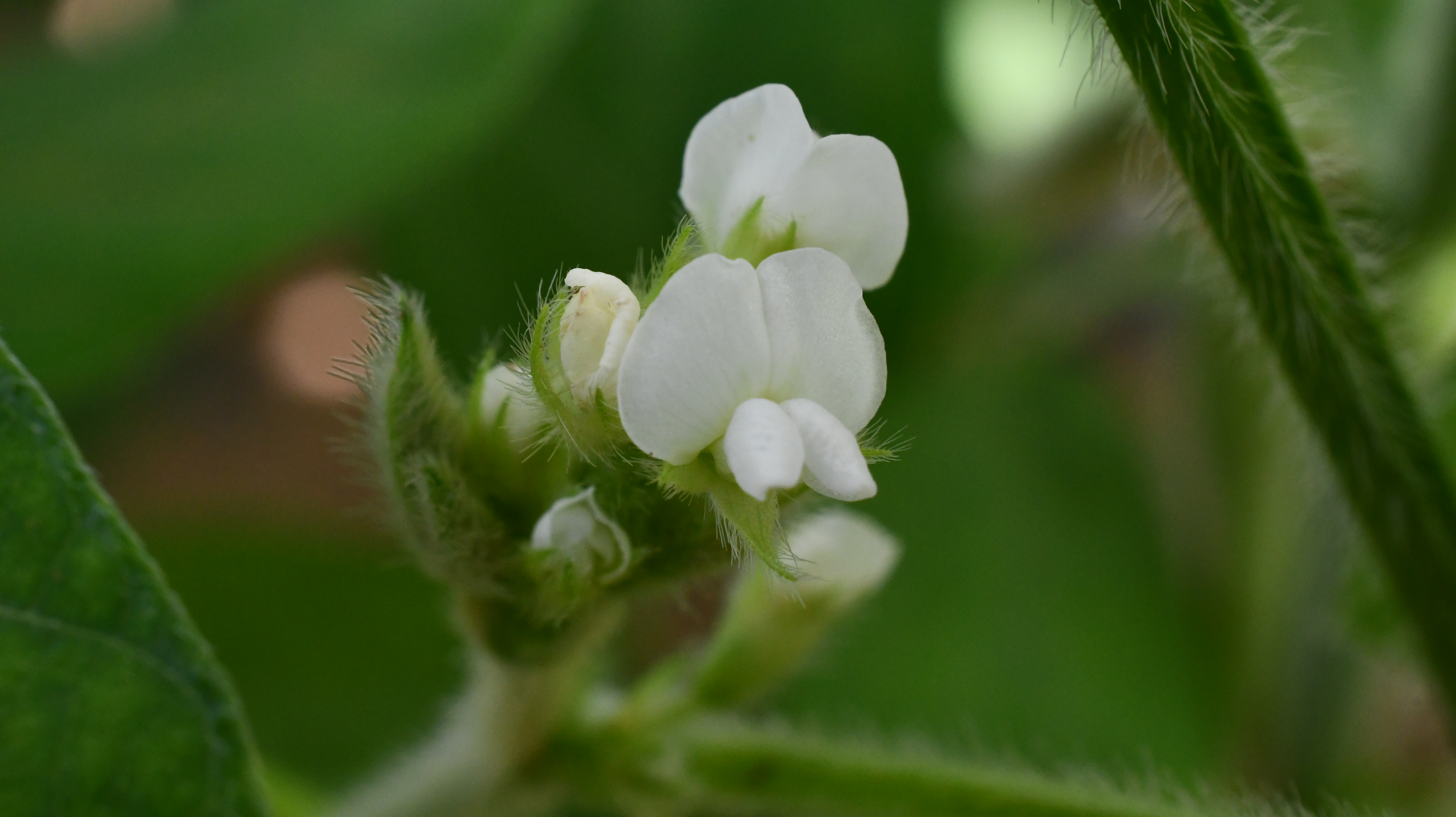 枝豆の花